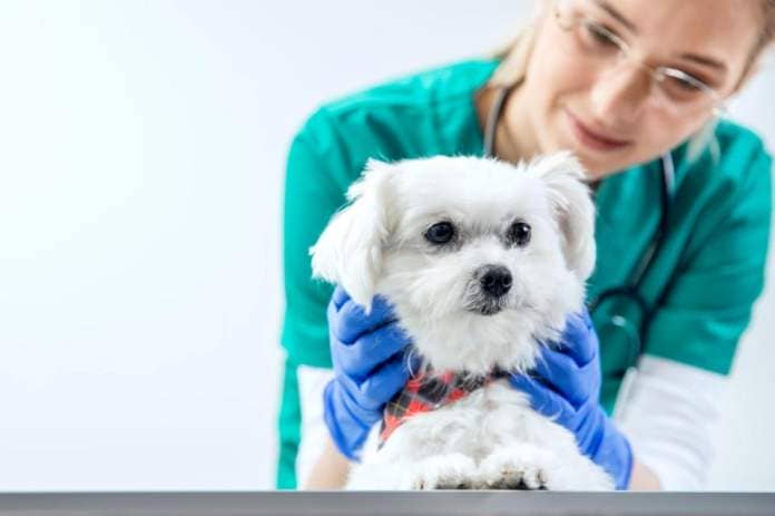 The Competition Watchdog is to launch a proper Market Investigation on the vet sector after an “unprecedented response” to its preliminary overview (Alamy Stock Photo)