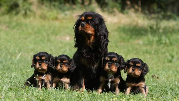 Cavalier King Charles Spaniel with four puppies
