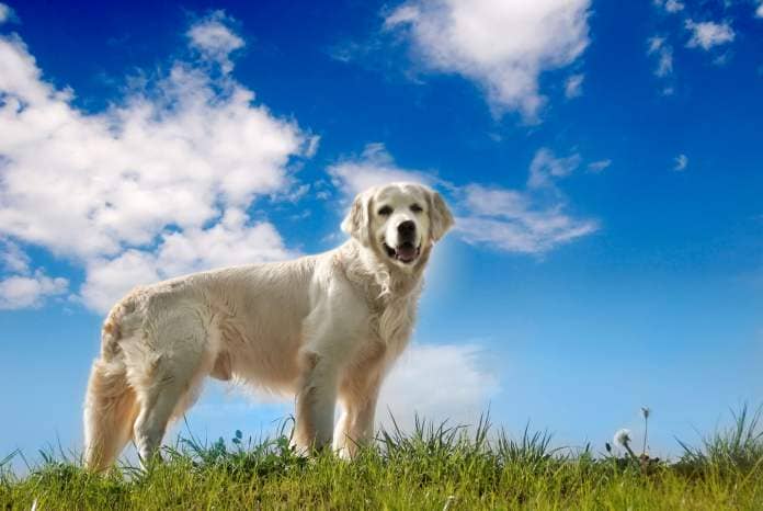 Golden retriever is the fifth most popular dog breed in the UK