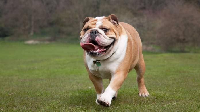 Bulldog running: the iconic British dog is among the most popular dog breeds in the UK