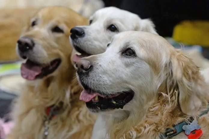 The Golden Retriever has develop into essentially the most sought-after canine (Victoria Jones/PA) (PA Archive)