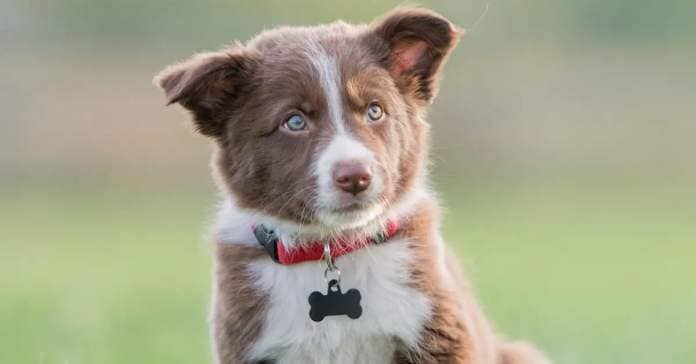 Brown Border Collie puppy with a red collar