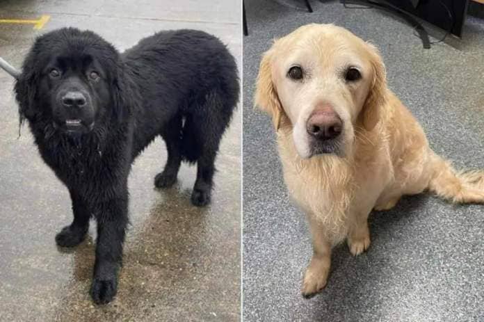 <p>Douglas Coastguard Rescue Team</p> A Newfoundland dog (left) alerted rescuers to his drowning golden retriever friend (right)
