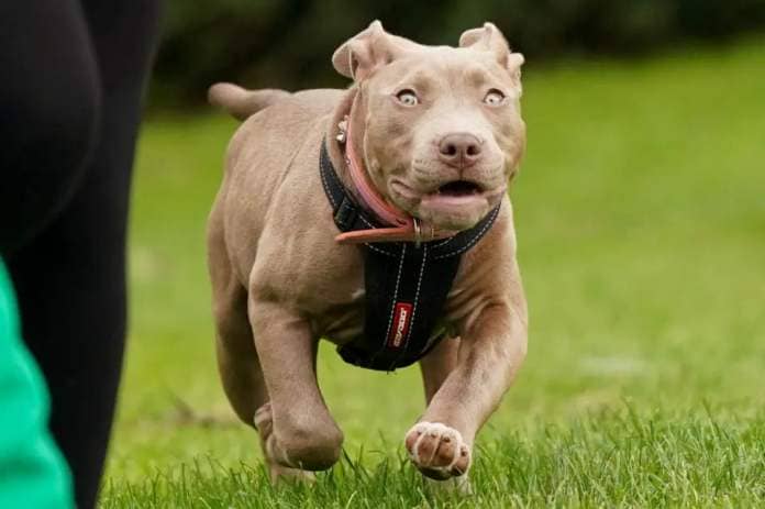 Dogs Trust has paused rescues of XL Bully dogs in Scotland <i>(Image: PA)</i>