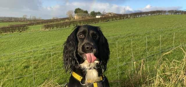 Mo pictured under what he hopes will be his lucky rainbow. Credit Dogs Trust