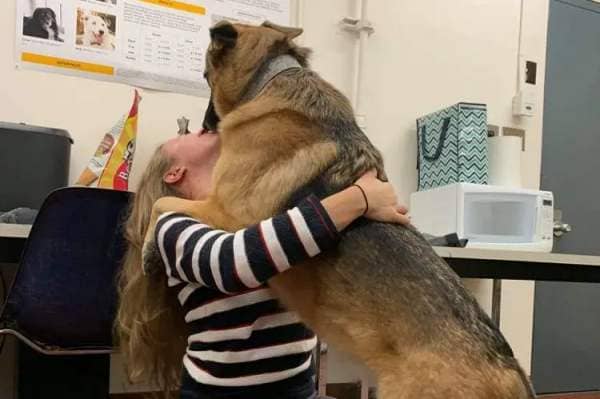 The study’s first author, Laura Kiiroja, a doctoral student at Dalhousie University in Halifax, Nova Scotia, Canada, receives a hug from Callie, a German shepherd-Belgian Malinois mix in the research lab. Photo courtesy of Laura Kiiroja