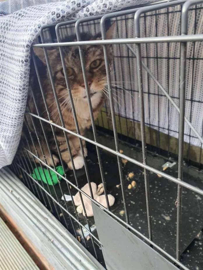 Thomas the cat was rescued after two years eluding local residents.