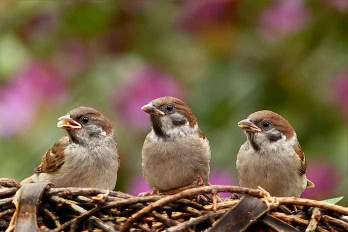 Three sparrows perch on a number of twigs