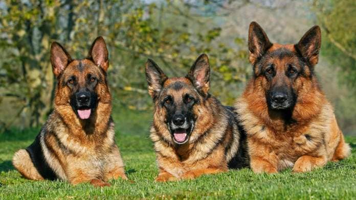 Three German Shepherd Dogs lying on the grass