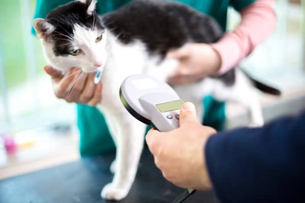 Vet scanning a cat for a microchip