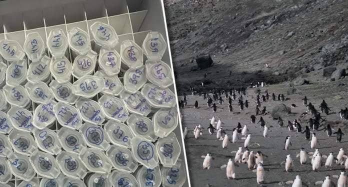 Left; Dozens of samples that have been tested. Right: Chinstrap penguins on Deception Island. 
