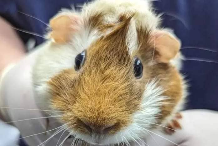 The guinea pig found at Canning Town (RSPCA)
