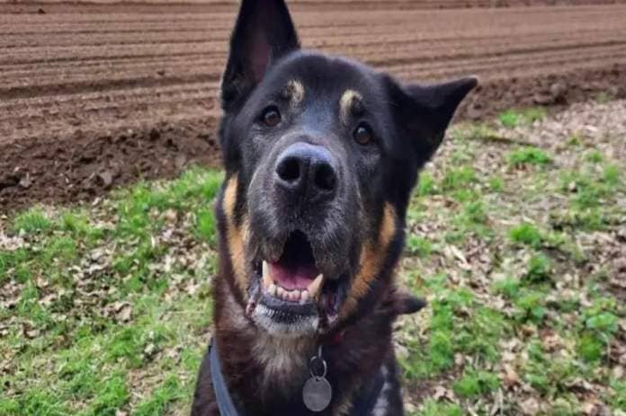 Junior is looking for his forever home in Suffolk <i>(Image: RSPCA)</i>