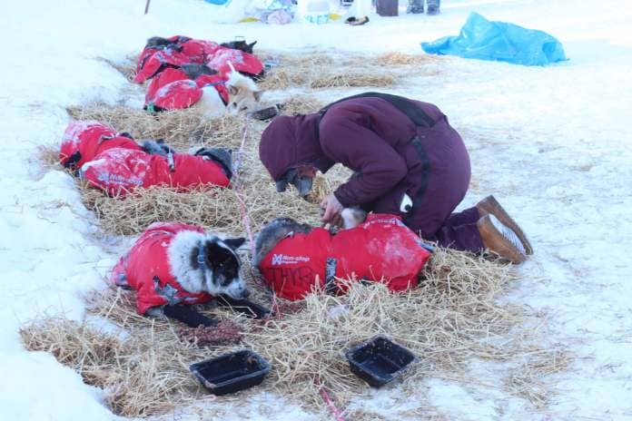 a musher putting foot ointment on their dogs outside, the dogs are wearing red coats