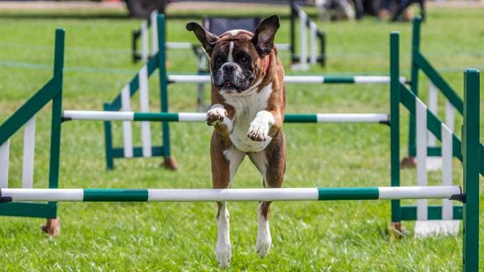 boxer dog doing agility jumping