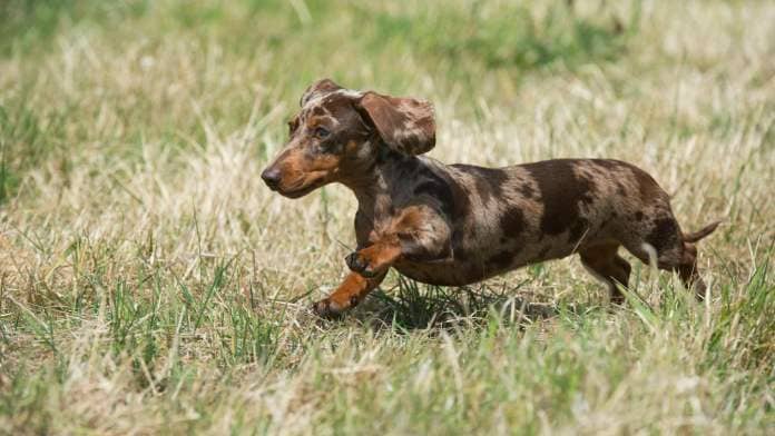 Mini smoothhaired dachshund