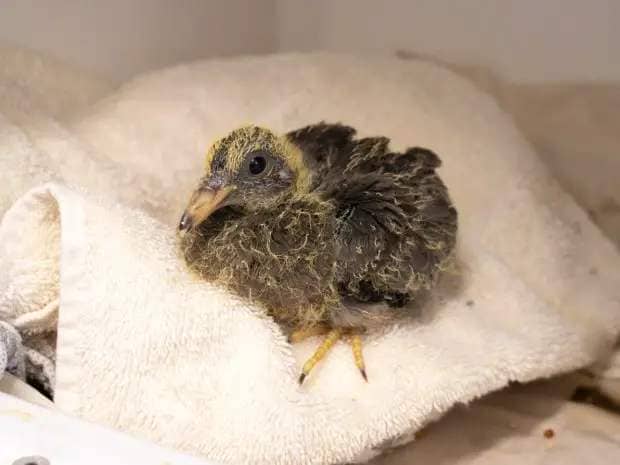An orphaned band-tailed pigeon is currently receiving care at Pasadena Humane's Sandra J. Goodspeed Wildlife Center. The pigeon will be rehabilitated and released when it is old enough to survive on its own in the wild. (Photo courtesy of Pasadena Humane)