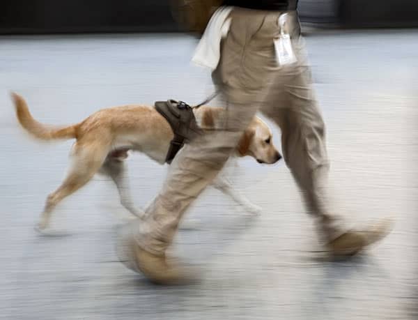 Canine Service Dog on a City Street by Shutterstock.
