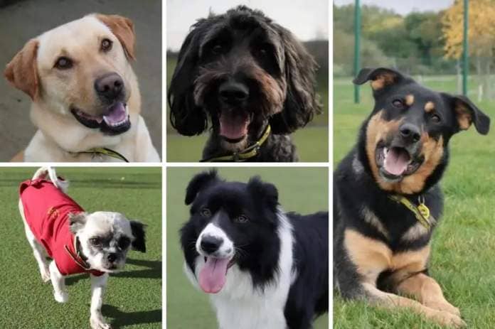 These five dogs are looking for loving new homes - can you help? <i>(Image: Dogs Trust)</i>