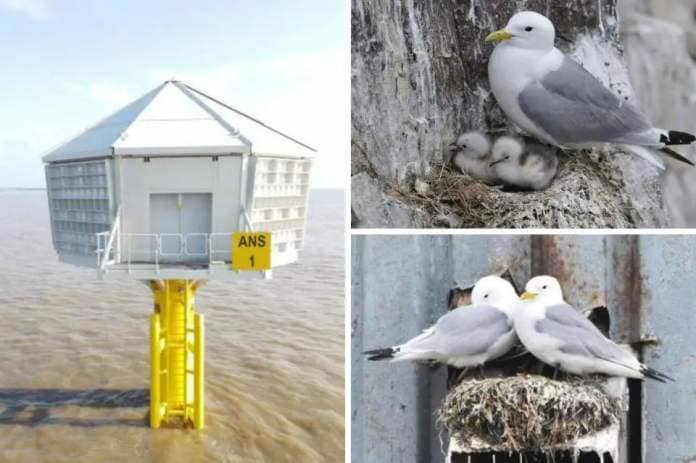 Unless you’re a keen twitcher, you might not have heard of the sea-gul’s adorable cousin, the Black-legged kittiwake <i>(Image: Newsquest/Orsted/Vattenfall)</i>