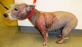 Dog with severe skin condition © RSPCA