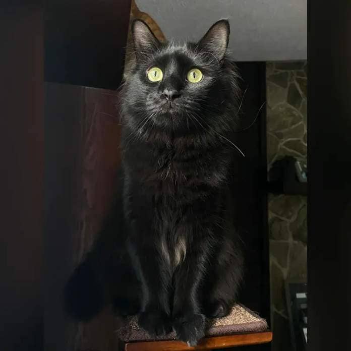 Mazikeen looking elegant, black cat, fluffy black cat, messy fur, bedhead