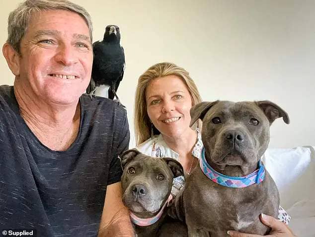 Molly became a global phenomenon after Juliette Wells, a blogger from Coomera in Queensland , started creating content highlighting the unlikely 'interspecies friendship' between an Australian magpie and a pair of staffies, Peggy and Ruby