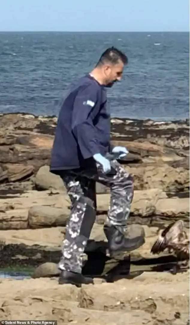 This is the shocking moment a 'rogue' RSPB warden stepped on the tail of a helpless seabird for up to 'four minutes' before eventually killing it with a rock