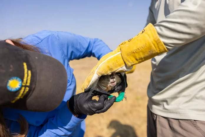 Researchers attach a new tracker to a prairie dog.