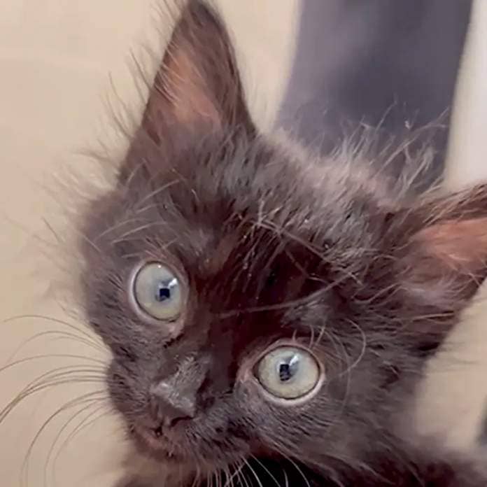 Pebbles the kitten rescued by The Kitten Foster and Baby Kitten Rescue in Los Angeles, Bedhead, 2