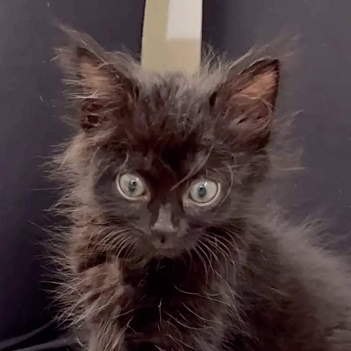 Pebbles the kitten rescued by The Kitten Foster and Baby Kitten Rescue in Los Angeles, Bedhead