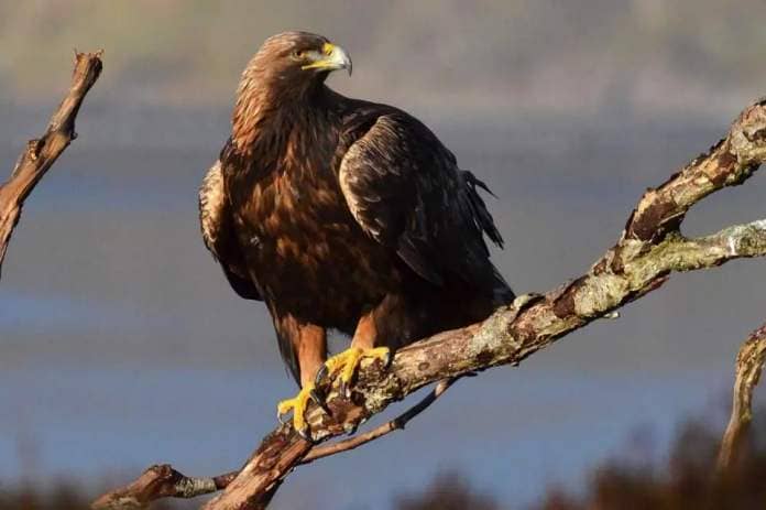 Golden Eagles are among the birds which nest in SPAs <i>(Image: NQ)</i>