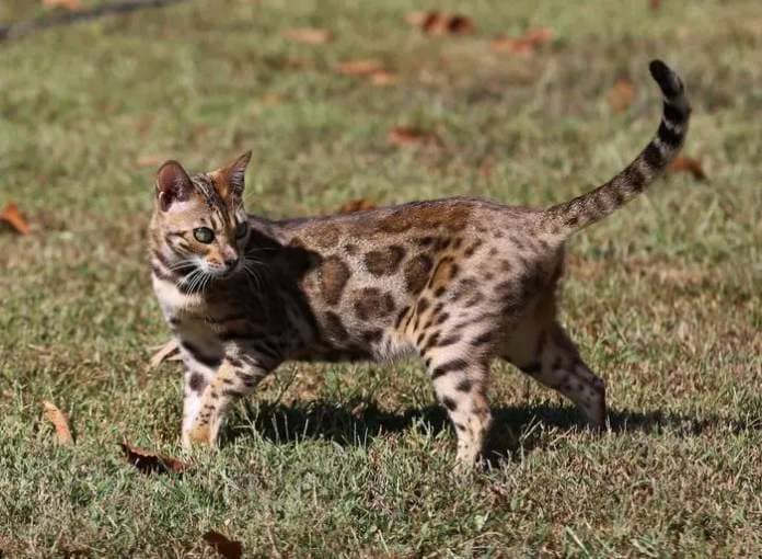 Bengal cat with glitter trait