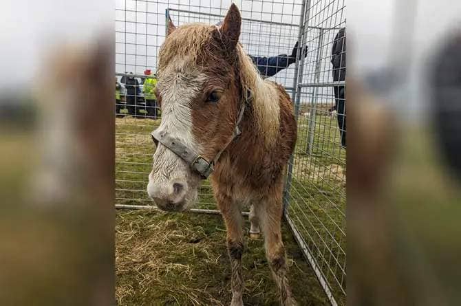 A young pony has been rescued from Gelligaer and Merthyr Common