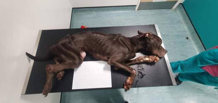 “Every bone was visible.” Chicko was so severely malnourished that he needed to be put completed. Now the RSPCA are searching for his proprietor, believed to be a person from Greater Manchester. Credit: RSPCA