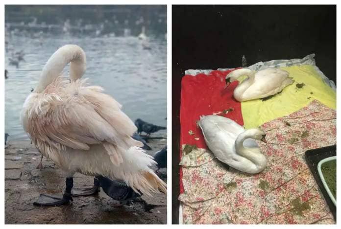 Not so pretty in pink: Swans are being transformed by their diet (RSPCA)