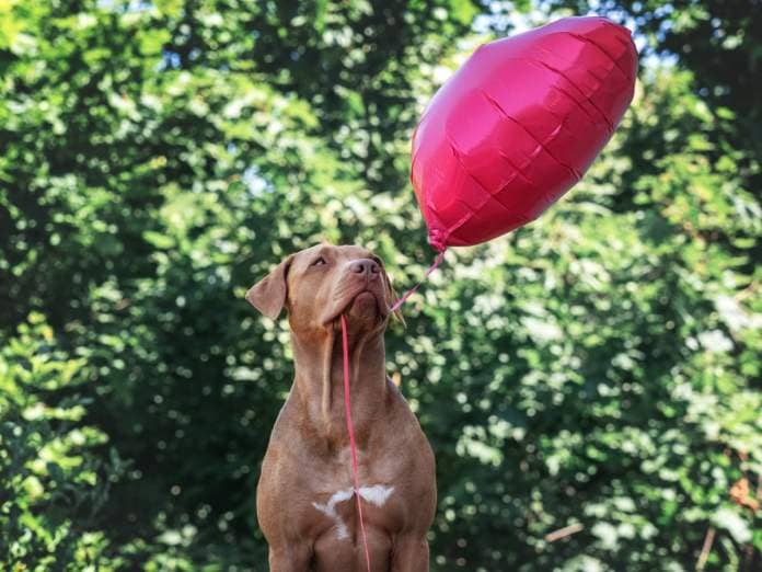 Dog holding string of balloon in mouth.
