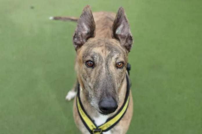 Ross, an ex-racing Greyhound with bunny style ears, continues his search for a new home this Easter <i>(Image: Dogs Trust)</i>