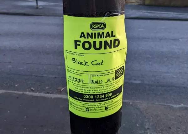 RSPCA notice of a lost black cat being found