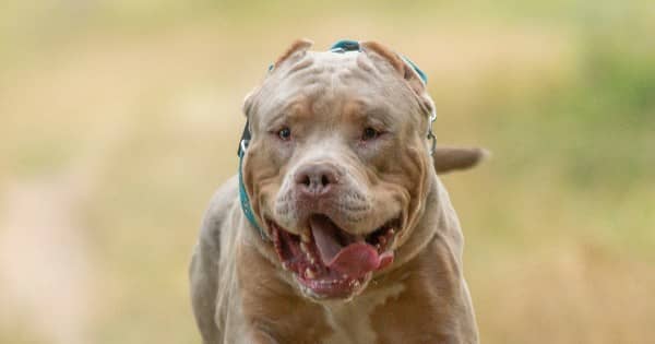 Shooting portrait of an American Bully xl dog in nature