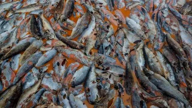 Mass salmon deaths are a warning: no one should be eating this fish