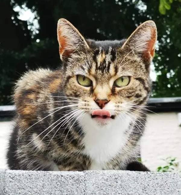 13 year-old Tabby and white cat Poppy who was found 'decapitated' just yards from the Oldham Cats rescue shelter on Saxon Street in Middleton on Thursday morning (21/03/24).