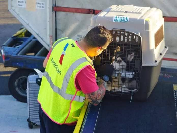 American Airlines cargo handler with dog