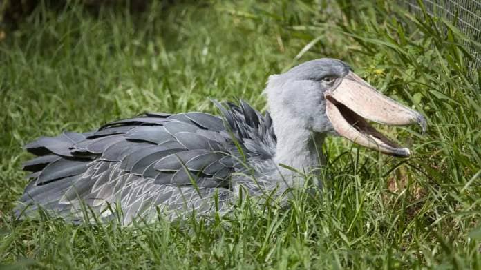 Shoebill: Fascinating facts about a human-sized bird that can kill its siblings for food