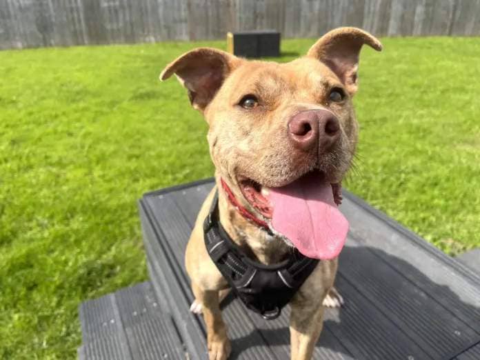 Tetley the Staffie is seeking a new home through the RSPCA after being found cruelly tied up and abandoned in the Firth Park area of Sheffield