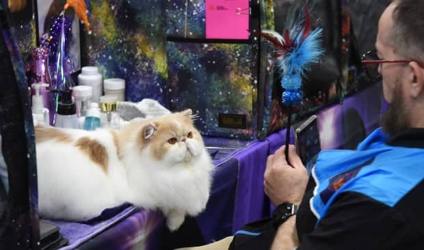 March 9, 2024: Yubnub, a bi-color Persian, decides whether or not to play with a toy offered by his owner, Mike Pina-Crupi of Miami at the Crab & Mallet Cat Club's all-breed cat show, held this weekend at the Timonium Fairgrounds. (Barbara Haddock Taylor/Staff)