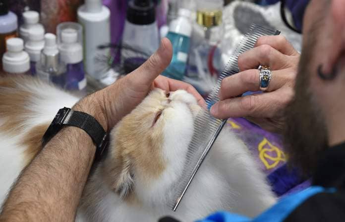 March 9, 2024: Yubnub, a bi-color Persian, is groomed by his owner Mike Pina-Crup of Miami at this weekend's Crab & Mallet Cat Club all-breed cat show, which was held at the Timonium Fairgrounds. (Barbara Haddock Taylor/Staff)