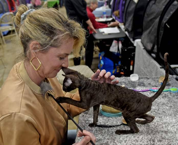 March 9, 2024: Erin Kirk of Cape May NJ gets a cuddle from her 4 month old Cornish Rex "Tara" as they play at the Crab & Mallet Cat Club's all-breed cat show, held this weekend at the Timonium Fairgrounds. (Barbara Haddock Taylor/Staff)