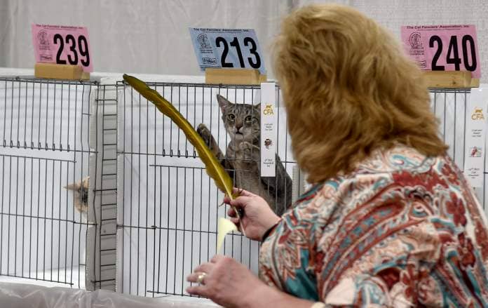March 9, 2024: Judge Teresa Sweeney makes her rounds in the Household Pet category at the Crab & Mallet Cat Club's all-breed cat show, held this weekend at the Timonium Fairgrounds. (Barbara Haddock Taylor/Staff)