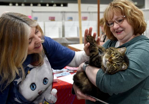 March 9, 2024: Janet Hebler of Parkville, left, gets a high five from Dr. Pepper, a cat who belongs to Susan Nebgen of Altoona PA, right, at the Crab & Mallet Cat Club's all-breed cat show, held this weekend at the Timonium Fairgrounds. (Barbara Haddock Taylor/Staff)
